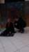 _133129_small.jpg