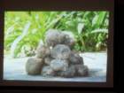 dsc00606_small.jpg