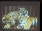 dsc00611_small.jpg