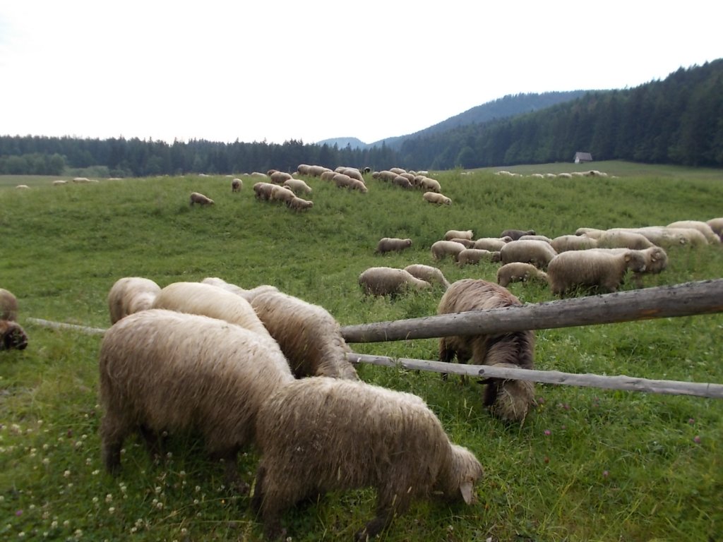 dscn8665.jpg