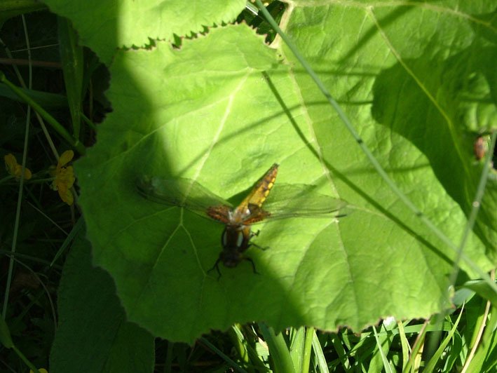 dscf3050.jpg
