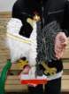 dsc04017_small.jpg