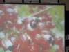 dsc06916_small.jpg