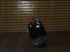 dsc03385_small.jpg
