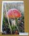 dsc06856_small.jpg