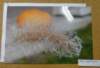 dsc06857_small.jpg