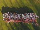 dji_0005_small.jpg