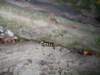 sdc12419_small.jpg
