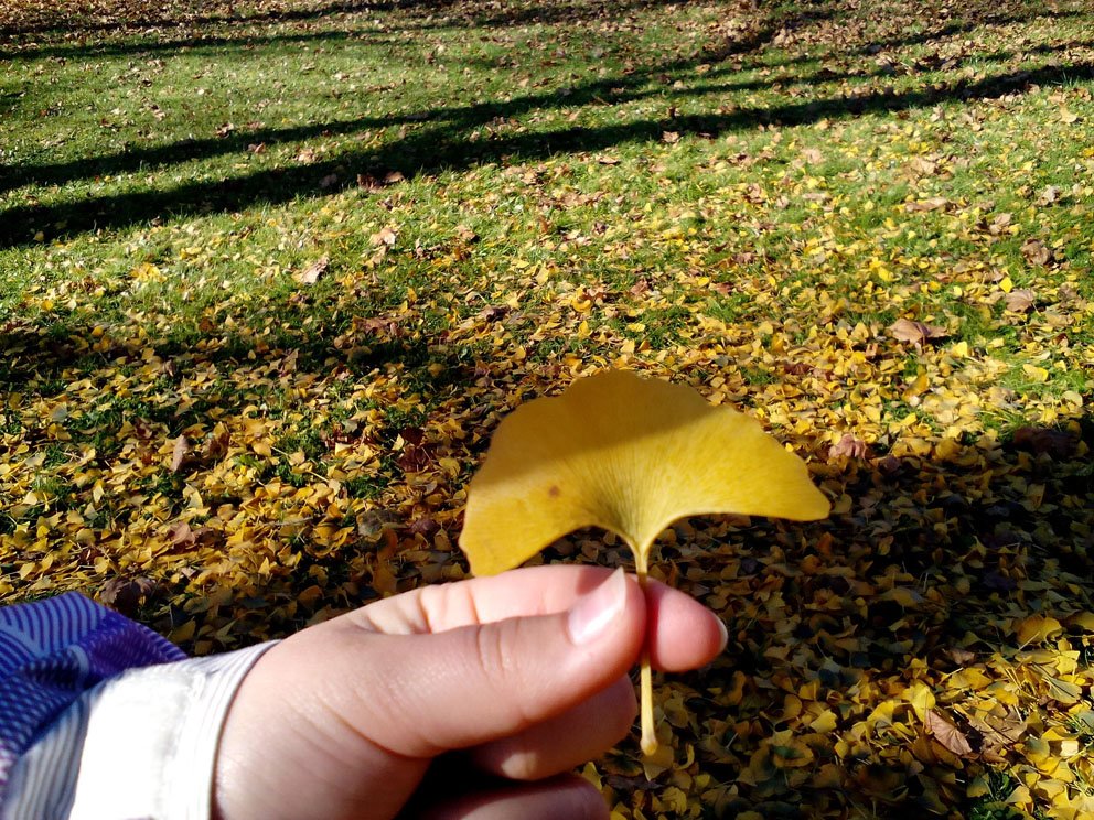 img_20141029_114118.jpg