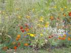 dscn0246_small.jpg